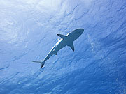 Picture 'Yap1_1_01796 Carcharhinus Amblyrhynchos, Gray Reef Shark, Shark, Yap, Vertigo (dive site)'
